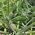 O07_Pineapple_Lawn