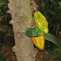 O10_Herrania umbratica - Columbian Wild Mountain Cocoa