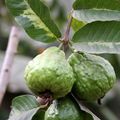P07_Guava_Variegated