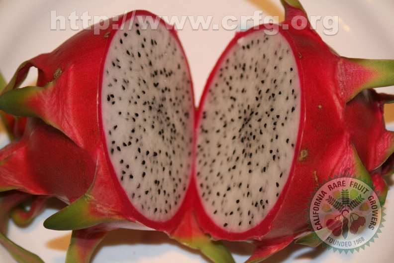 Q01_Dragon Fruit, Bought in Chinatown