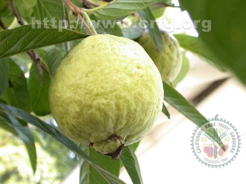 R11_White Guava