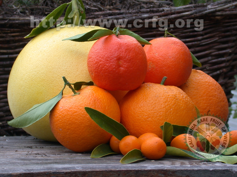 R14_Pummelo &amp; Mandarins &amp; Kumquats