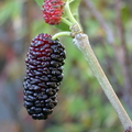 R15_Black Mulberry