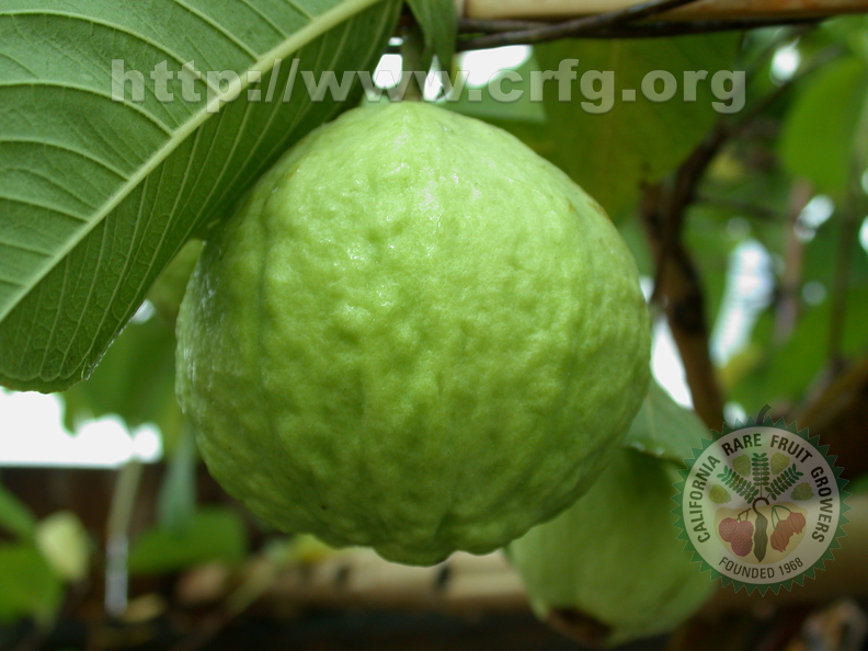 R16_White Guava