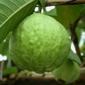 R16_White Guava
