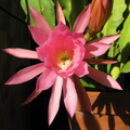 R20_Pitayas Flower