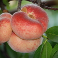 R29_Donut Peaches