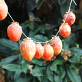 R31_Dry Persimmons