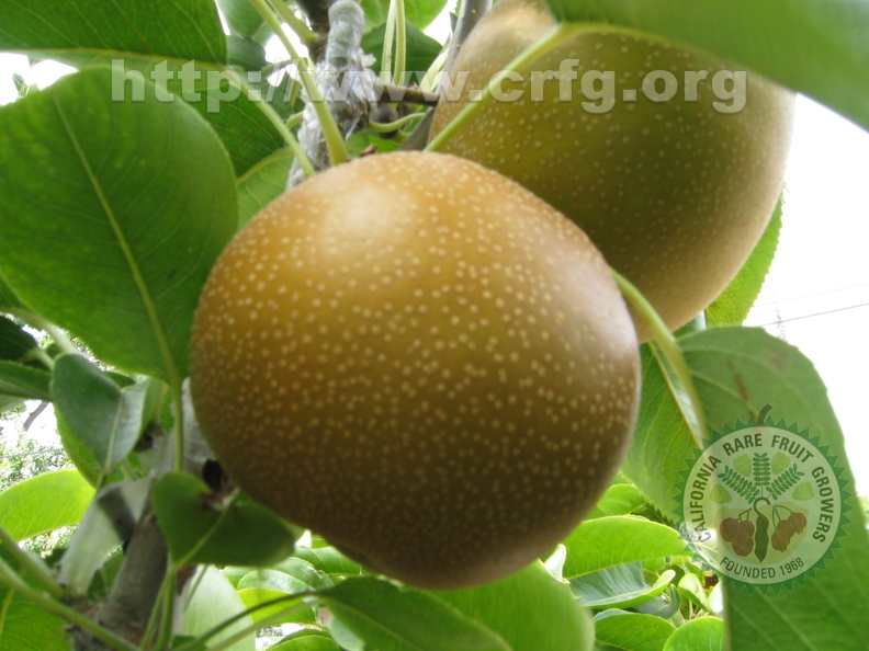 R34_Asian Pear