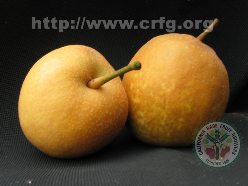 R35_Asian Pears