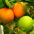 R38_Mandarins &amp; Lemon