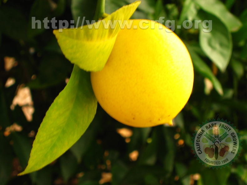 R39_Lemon