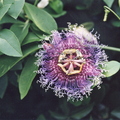 S08_Crato Passionfruit Passiflora cincinnata