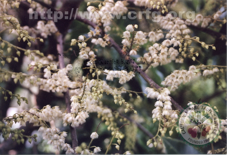 S10_Ceylon Olive Flowers