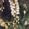 S11_Ceylon Olive Flower Raceme