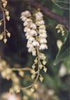 S11_Ceylon Olive Flower Raceme