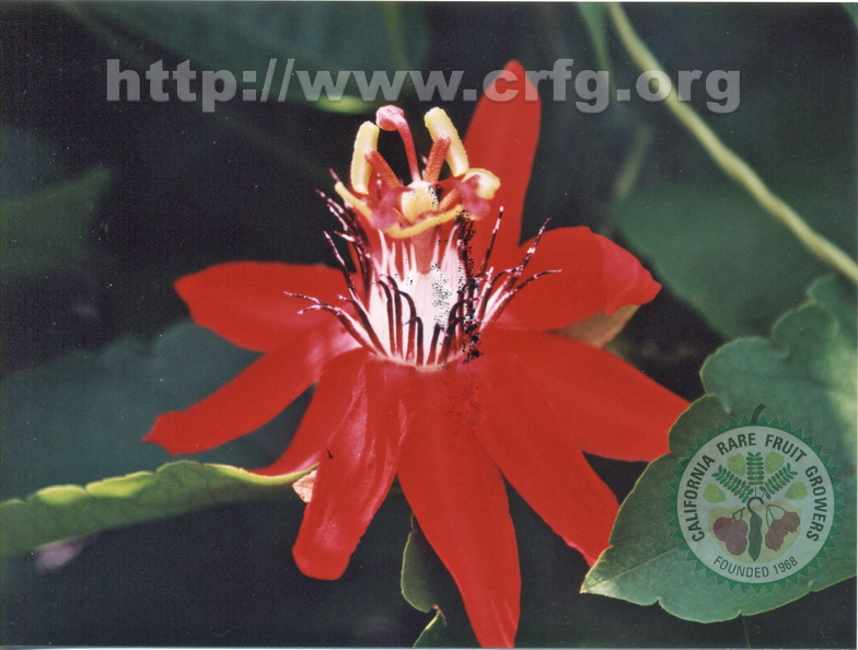 S15 Scarlet Passionfruit Flower P coccinea