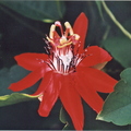 S15 Scarlet Passionfruit Flower P coccinea