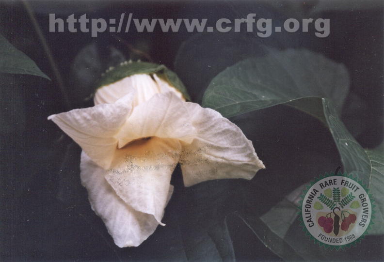 S16 Gak Flower Momordica cochinchinensis