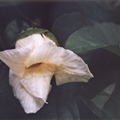 S16 Gak Flower Momordica cochinchinensis