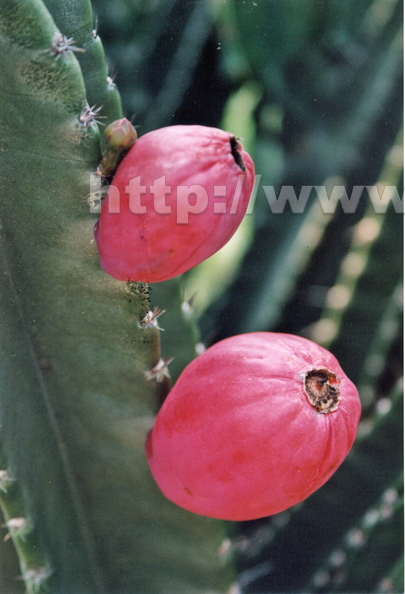 S17_Peruvian_Apple_Cactus.jpg