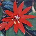 S20_Crato Passionfruit Passiflora cincinnata