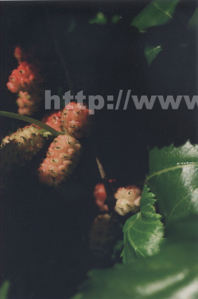 T02_Mulberries.jpg