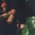 T02_Mulberries