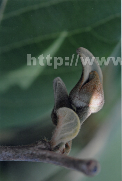 T04_Immature Bud of Cherimoya Flower