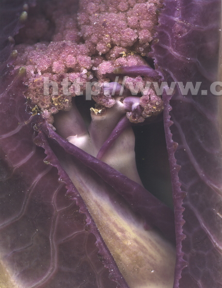 T15_Purple Cauliflower