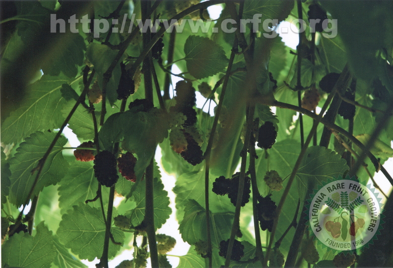 T24_Mulberry Tree