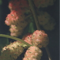 T25_Immature Mulberries