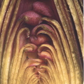 T29_Inside Baby Artichoke