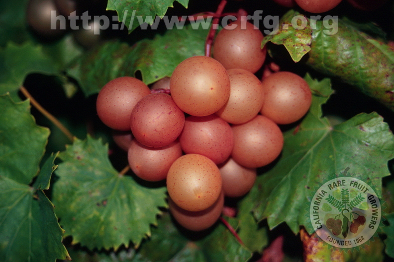 W01_Bronze muscadine grapes