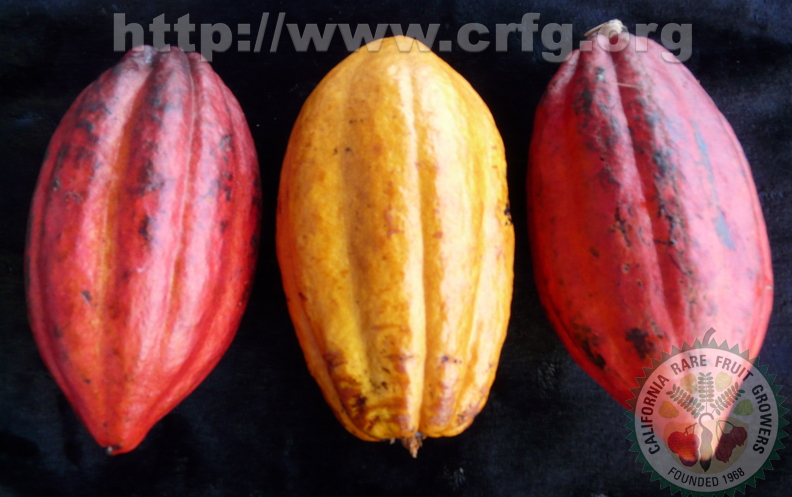 Y03_Cacao_Red_and_Yellow_Pods.jpg