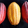 Y03_Cacao Red and Yellow Pods