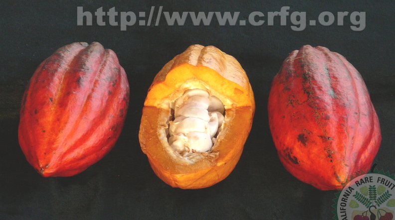 Y04_Cacao Red and Yellow with pulp showing