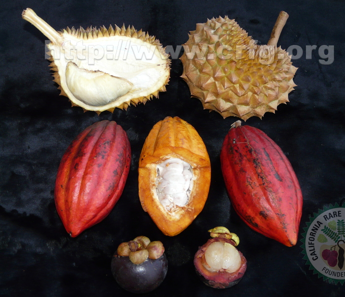 Y08_Durian_Cacao_and_Mangosteen.jpg