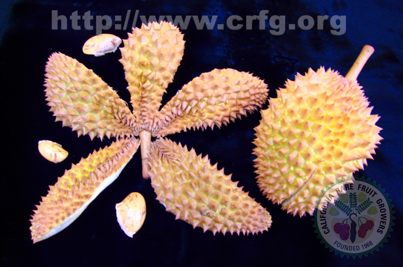 Y10_Durian_Exterior_and_Seeds.jpg