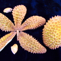 Y10_Durian Exterior and Seeds