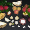 Y12_Durian Langsat Mangosteen Rambutan