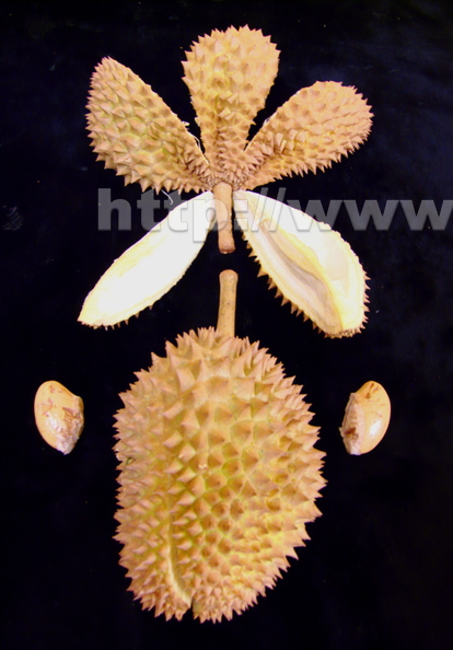 Y13_Durian Sections and Seeds