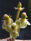 Y15_Imbe Garcinia livingstonei female flowers closeup 2