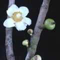 Y19_Mammee Apple Flower