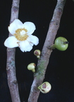 Y19_Mammee Apple Flower
