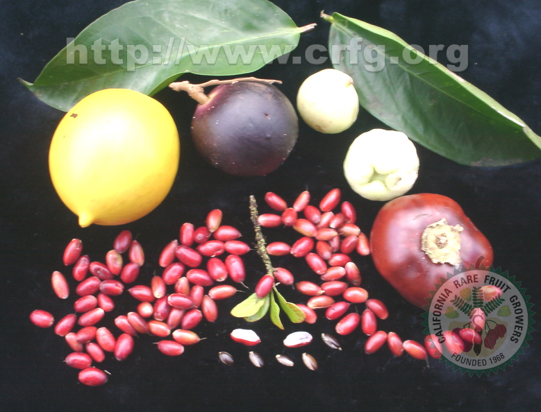Y25_Miracle Fruits in Group of Fruits