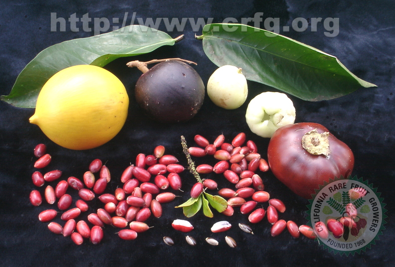 Y26_Miracle Fruit in Group of Fruits 2