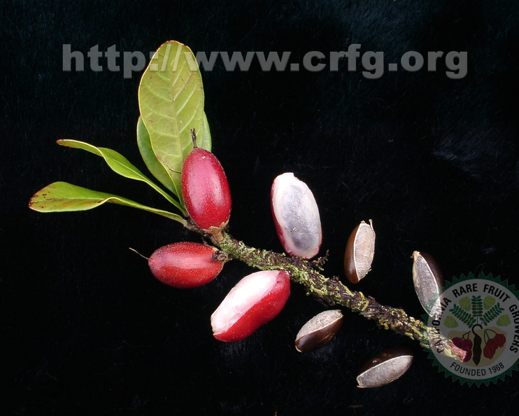 Y27_Miracle Fruit Twig and Seeds