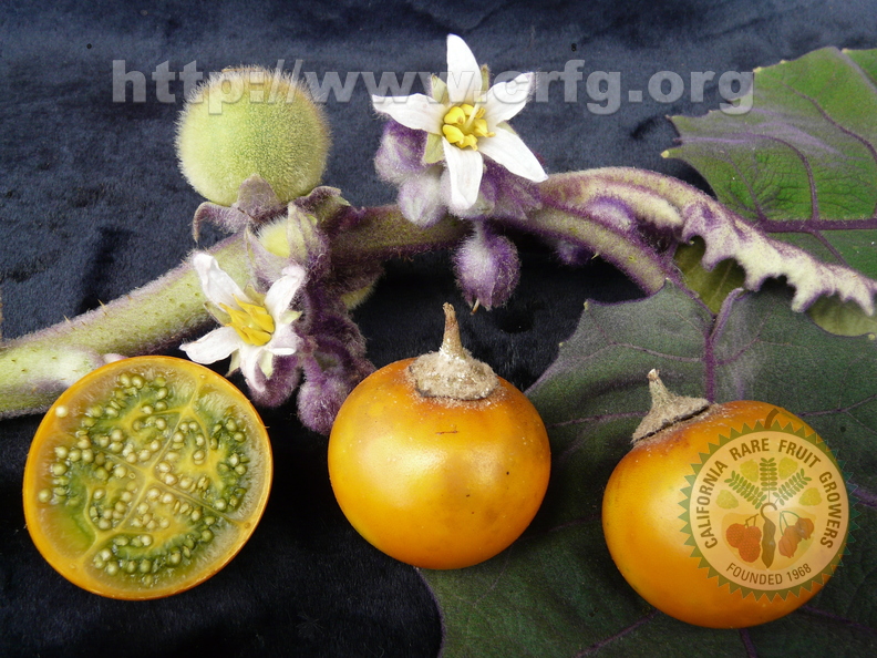 Y32_Naranjilla Fruits and Flowers