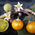 Y32_Naranjilla Fruits and Flowers